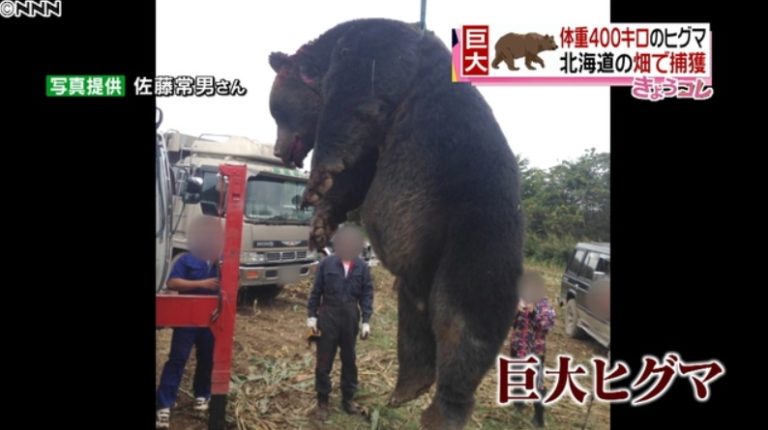 三毛別羆事件の写真は本物？体長2.7mを図で比較！復元地の情報について | 数字で見る芸能ニュース情報・考察サイト
